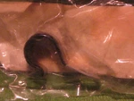 Yamaha MM700 SX600 VX700 VT600 VT700 Positive Wire Clamp Oem #90462-08016-00. Fixed Price $14.00.
